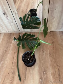 Monstera deliciosa - 2