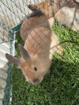 🐰 Predám krásne mláďatá zajacov – priateľské a zdravé 🐰 - 2