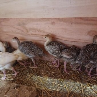 Morka, Moriak Morky - 2