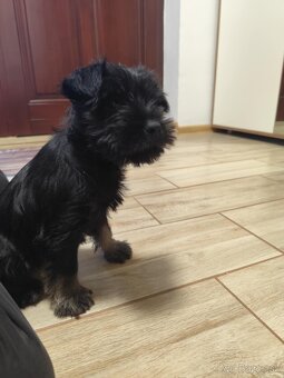 Šteniatko-bradáč malý - 2