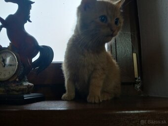 Darujem mačiatko - 2