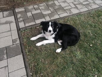 Border Collie - 2