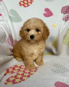 Apricot Maltipoo - 2