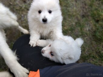 Nemecký špic Biely - 2