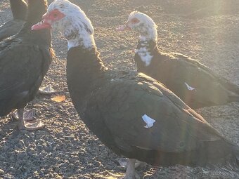 Cinsky kacer do chovu - 2