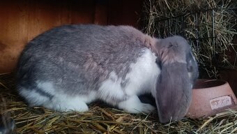 Francúzsky baran - 2