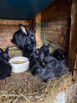 Králik s mláďatami - 2