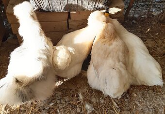 Hodvábnička a Saténky - 2