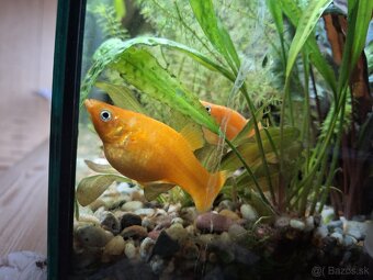 Živorodka ostropyská - 2