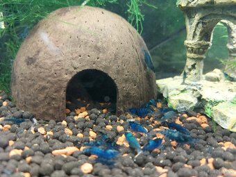 KREVETKY MODDRE BLUE DREAM - 2