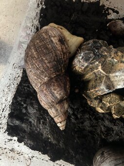 Africký slimák - 2