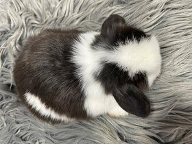 MiniLop, králik - 2