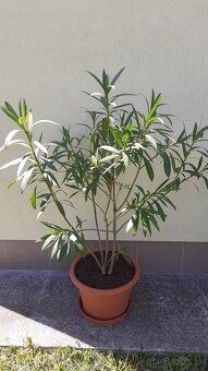 Oleander - 2