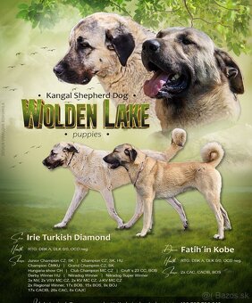 Kangal štěňata - 2