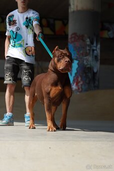 American Bully XL (Pitbull XXL) - 2