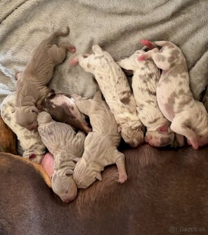 American Bully XL (Pitbull XXL) - 2