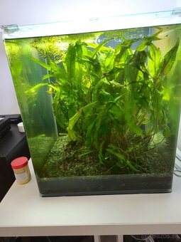 Denerle 60l cube, krevetky red cherry neocardina davidi, ras - 2