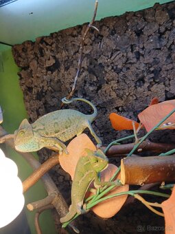 Chameleon jemensky - 2