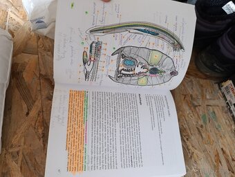 Zoológie obratlovcu - 2