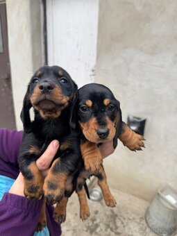 Šteniatka krátkosrstého jazvečíka - 2