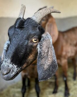 Predám Anglonúbijske kozy - 2