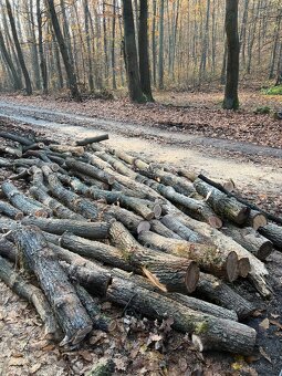 PALIVOVE DREVO METROVICA - 2