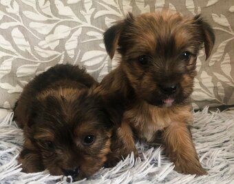 Predaj yourkshire teriér - 2