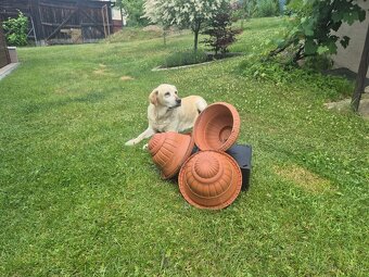 Závesné kvetináče - 2