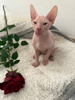 Don sphynx - 2