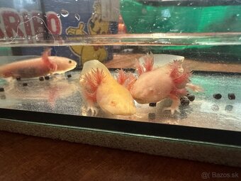Axolotl mexický- vodní dráček - 2