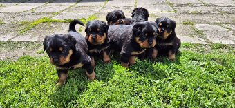 Rotvajler, Rottweiler s PP - 2