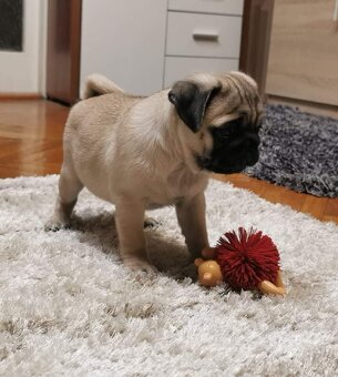 Mops šteniatka - 2