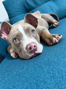American bully - 2