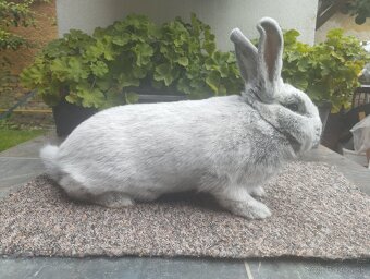 Vss - Veľký svetlý strieborný - 2