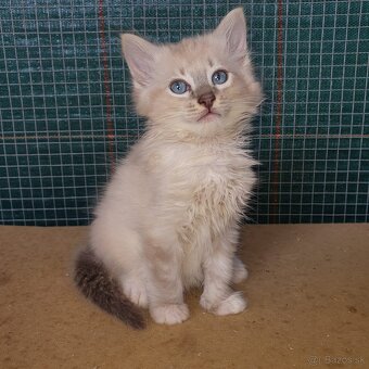 Ponukam maciatko ragdoll - 2