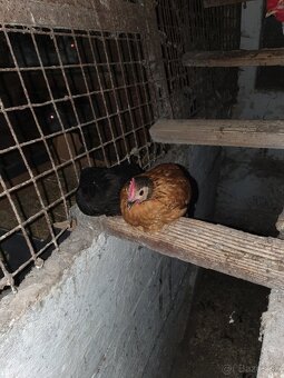 Liliputka kohútik - 2