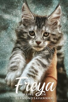 ⚜️Freya⚜️s PP Maine Coon Mainská Myvalia - 2