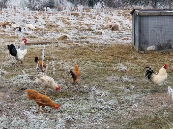 Kohúty liliputky, krížence - 2