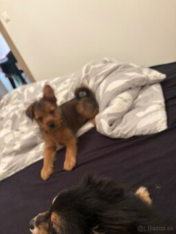 Darujem psíka - 2