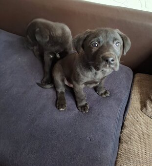 Predám šteniatka - 2