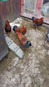 Wyandotky- kohúty - 2