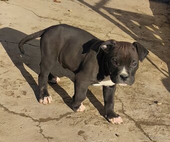 American Bully - 2