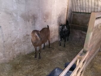 Anglonubijska koza - 2