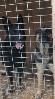 Nemecký ovčiak - 2