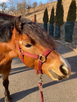 Šikovný pony valach - 2