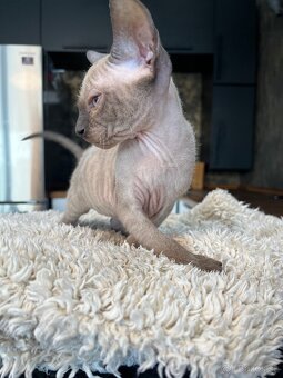 Kocúrik Sphynx - 2