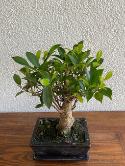 Fikus Ficus Retusa bonsaj4 - 2