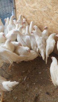 Sliepky mladky leghorn a vlaška jarabičia - 2