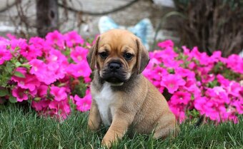 Dve krásne šteniatka Puggle, samec a samica, sú pripravené. - 2