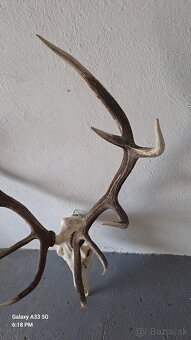 Trofej,parohy - 2